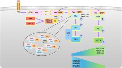 Mediating kinase activity in Ras-mutant cancer: potential for an individualised approach?